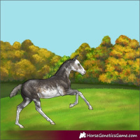Horse Color:White Spotted Silver Smoky Black
