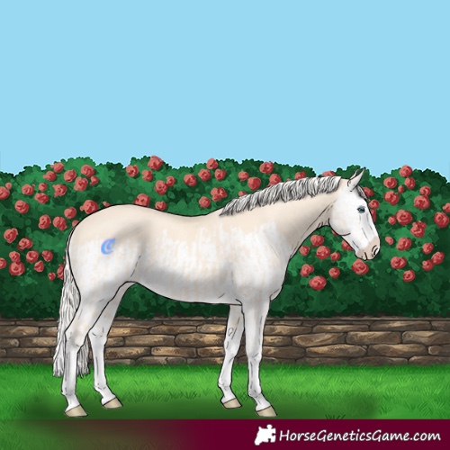 Horse Color:Cremello Splash  and Cremello Splash 