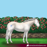 Horse Color:Cremello Splash  and Cremello Splash 