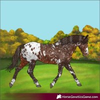 Horse Color:White Spotted Liver Chestnut Appaloosa 