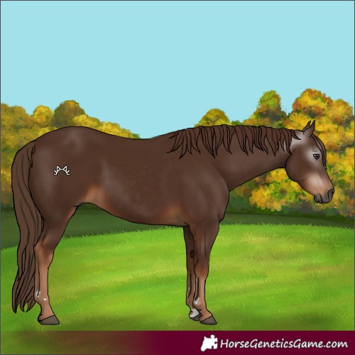 Horse Color:Gray Chestnut 