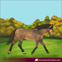 Horse Color:Buckskin 