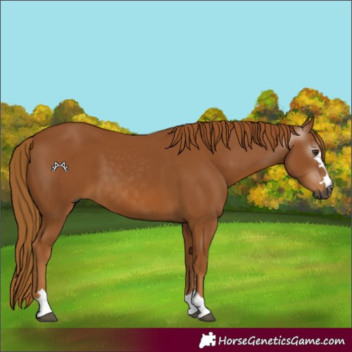 Horse Color:Gray Chestnut 