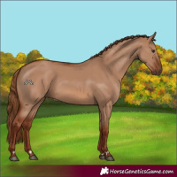 Horse Color:Red Dun 