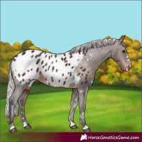 Horse Color:White Spotted Silver Brown Appaloosa Rabicano