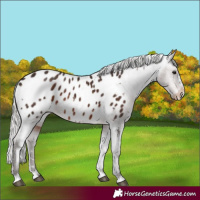 Horse Color:White Spotted Silver Brown Appaloosa Rabicano 