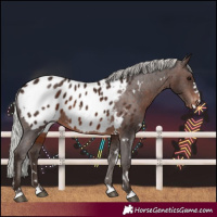 Horse Color:White Spotted Silver Brown Blanket Rabicano 
