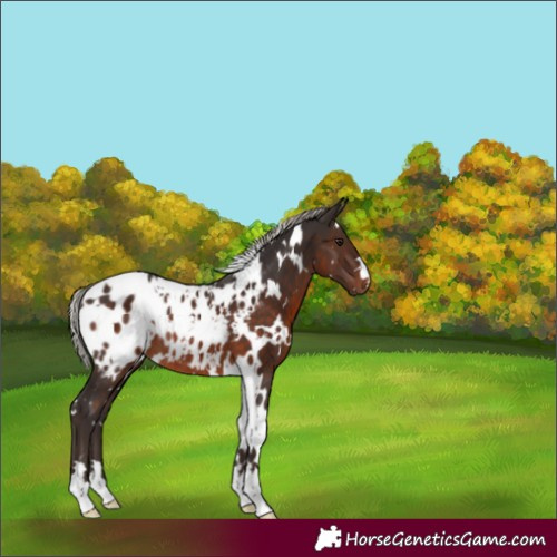 Horse Color:White Spotted Silver Brown Blanket Rabicano 