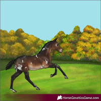 Horse Color:Gray White Spotted Brown