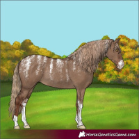 Horse Color:Powder White Liver Red Dun Rabicano 