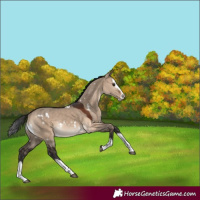 Horse Color:White Spotted Brown Dun Splash Rabicano