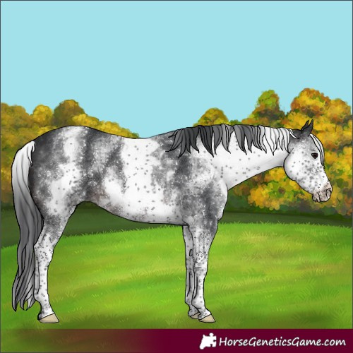 Horse Color:White Spotted Brown 