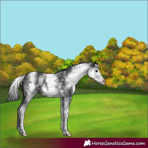 Horse Color:White Spotted Brown 