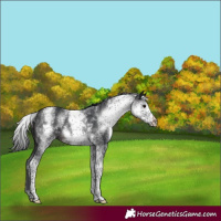 Horse Color:White Spotted Brown 