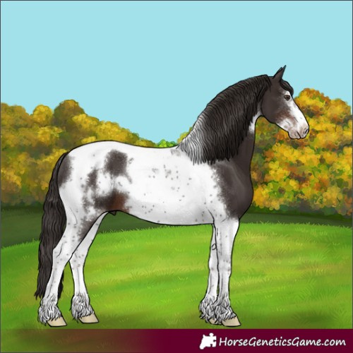 Horse Color:Liver Chestnut Tobiano Frame