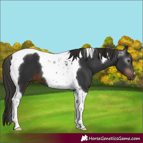 Horse Color:Gray Liver Chestnut Tobiano 