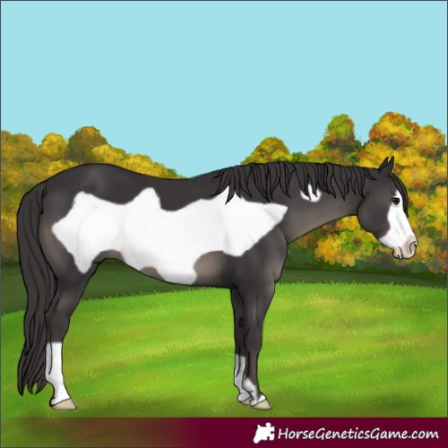 Horse Color:Smoky Black Frame 