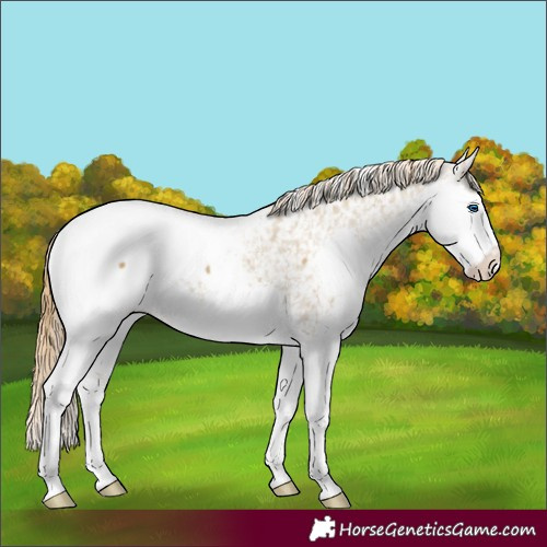 Horse Color:Classic Cream Champagne Splash Appaloosa 