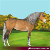 Horse Color:Silver Buckskin Rabicano