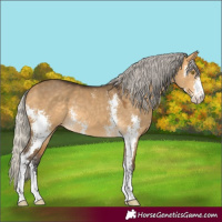 Horse Color:Silver Buckskin Dun Sabino Rabicano