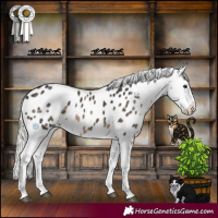 Horse Color:Silver Smoky Black Sabino Appaloosa