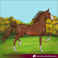Horse Color:Chestnut 