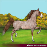Horse Color:Red Roan Splash 