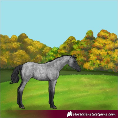 Horse Color:Blue Roan 