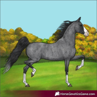 Horse Color:Blue Roan Splash 