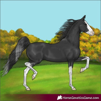 Horse Color:Black Splash