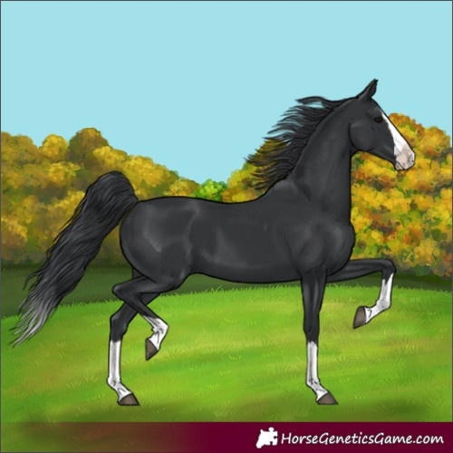 Horse Color:Black Splash 