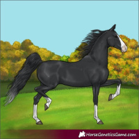 Horse Color:Black Splash