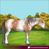 Horse Color:White Spotted Bay 
