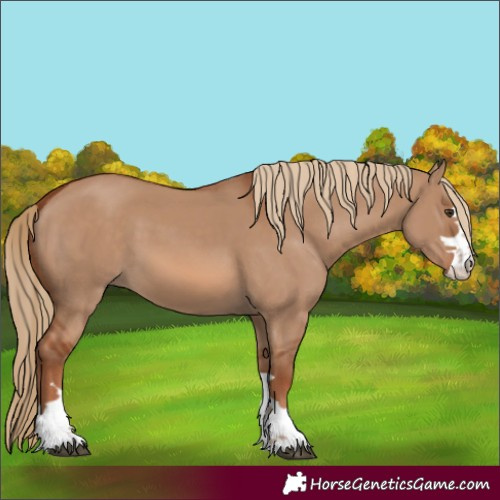 Horse Color:Red Dun 
