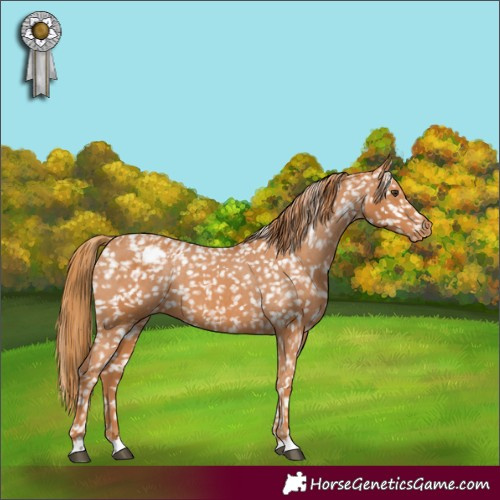 Horse Color:Chestnut Appaloosa 