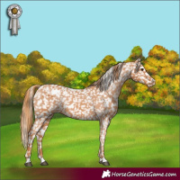 Horse Color:Chestnut Snowflake Varnish 