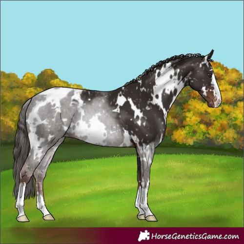 Horse Color:White Spotted Liver Chestnut Blanket 
