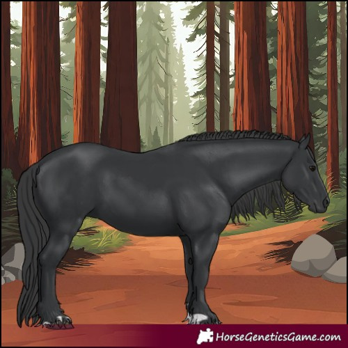 Horse Color:Black 