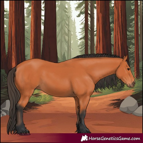 Horse Color:Bay 