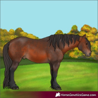 Horse Color:Brown 
