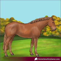 Horse Color:Chestnut 