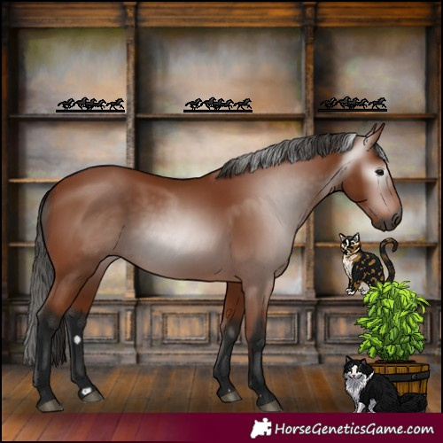 Horse Color:Gray Bay 