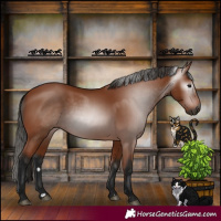 Horse Color:Gray Bay 