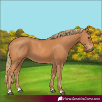 Horse Color:Chestnut 