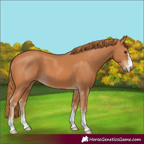 Horse Color:Chestnut 