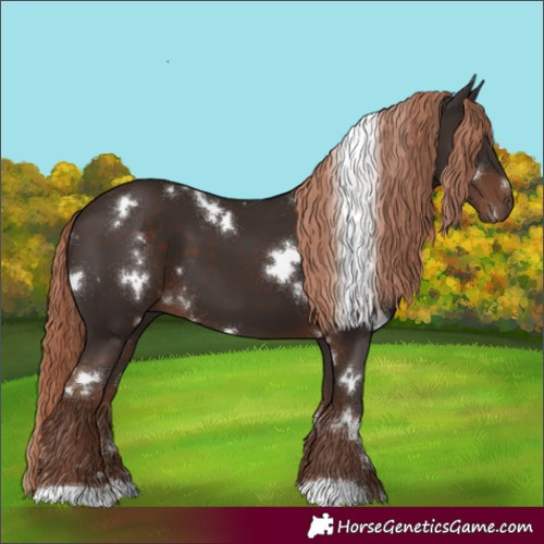 Horse Color:White Spotted Liver Chestnut