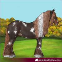 Horse Color:White Spotted Liver Chestnut