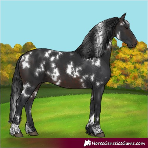 Horse Color:White Spotted Brown 