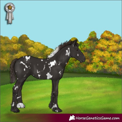 Horse Color:White Spotted Liver Chestnut