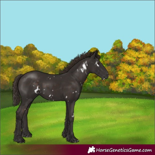 Horse Color:White Spotted Liver Chestnut 